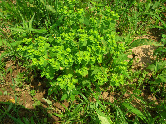 Sonnen-Wolfsmilch (Euphorbia helioscopia)