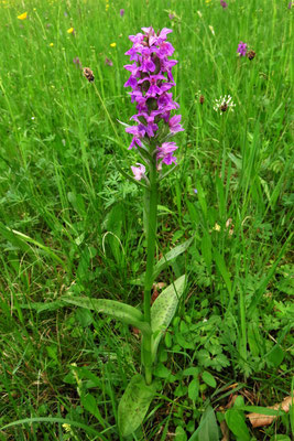 Breitblatt-Fingerwurz (Dactylorhiza majalis agg.)