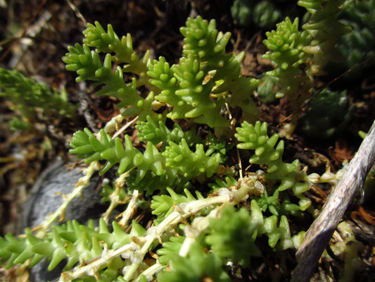 Scharfer Mauerpfeffer (Sedum acre)