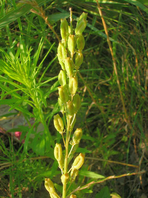 Gelbe Resede (Reseda lutea)