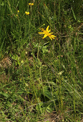 Arnika (Arnica montana) | Familie: Korbblütler (Asteraceae)