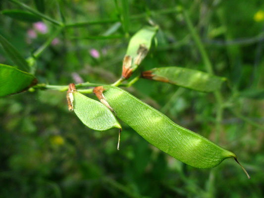 Wiesen-Platterbse (Lathyrus pratensis)