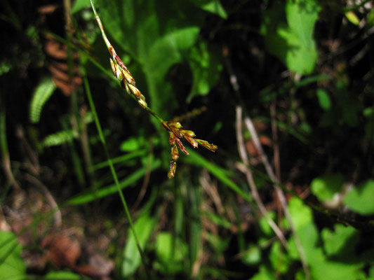 Vogelfuß-Segge (Carex ornithopoda)