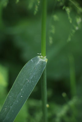 Rohr-Glanzgras (Phalaris arundinaceae)