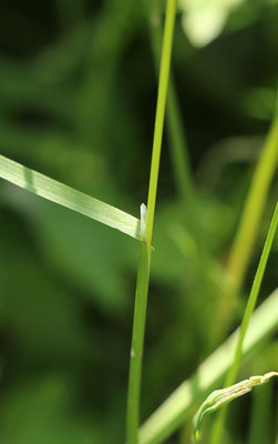 Gewöhnliches Rispengras (Poa trivilalis)