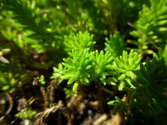 Milder Mauerpfeffer (Sedum sexangulare)