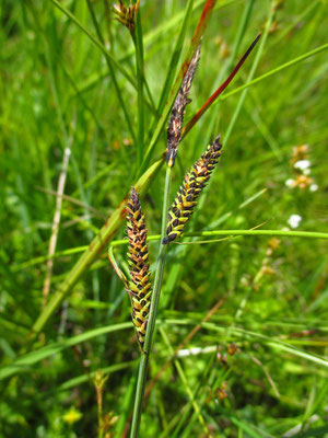 Braun-Segge (Carex nigra)