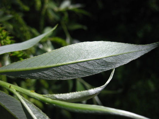 Silber-Weide (Salix alba)