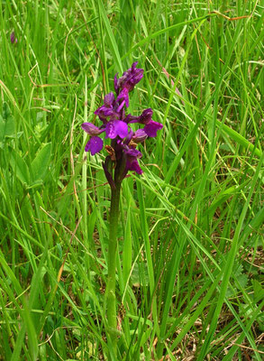 Klein-Hundswurz (Anacamptis morio)