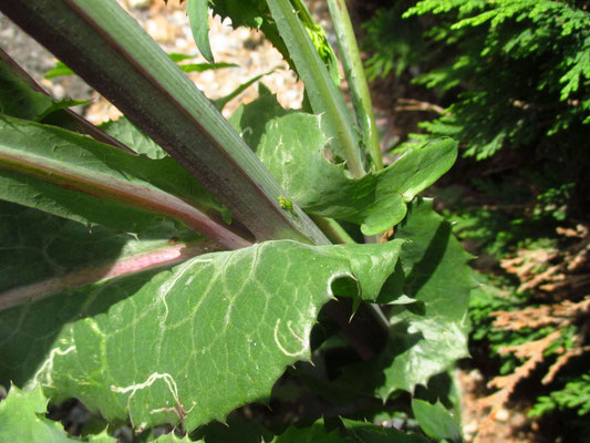 Gemüse-Kohldistel (Sonchus oleraceus)