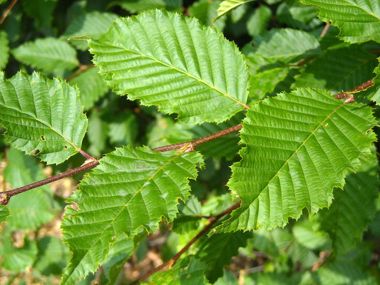 Edel-Hainbuche (Carpinus betulus)