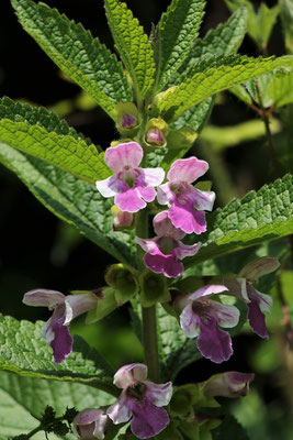 Immenblatt (Melittis melissophyllum) | Familie: Lippenblütler