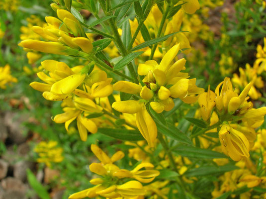 Färber-Ginster (Genista tinctoria)