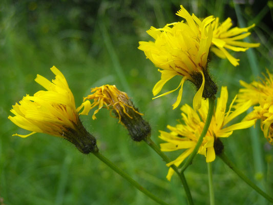 Sumpf-Pippau (Crepis paludosa)