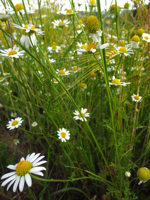 Acker-Hundskamille (Anthemis arvensis)