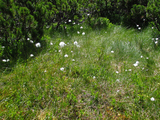 Scheiden-Wollgras (Eriophorum vaginatum)