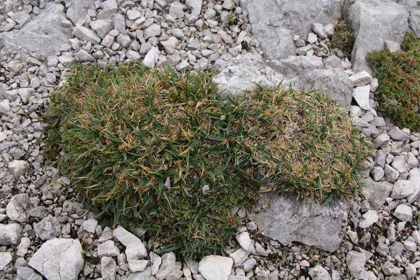 Polster-Segge (Carex firma)