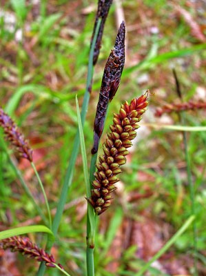 Blau-Segge (Carex flacca)