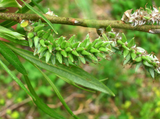 Korb-Weide (Salix viminalis) | weibliche Blüte