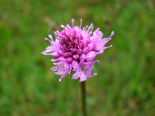 Kugelständel (Traunsteinera globosa)