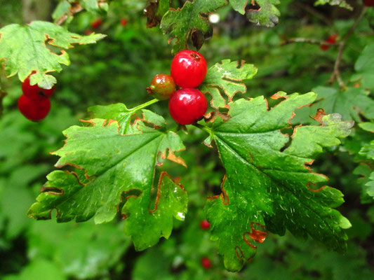 Alpen-Ribisel (Ribes alpinum)