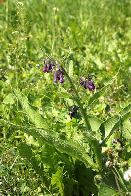 Echter Beinwell (Symphytum officinale ) | Fam. Raublattgewächse (Boraginaceae) 