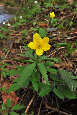 Gelbes Windröschen (Anemone ranunculoides) | Fam. Hahnenfußgewächse (Ranunculaceae)