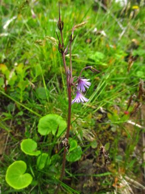 Wald-Soldanelle (Soldanella montana) 