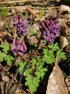 Finger-Lerchensporn (Corydalis solida)