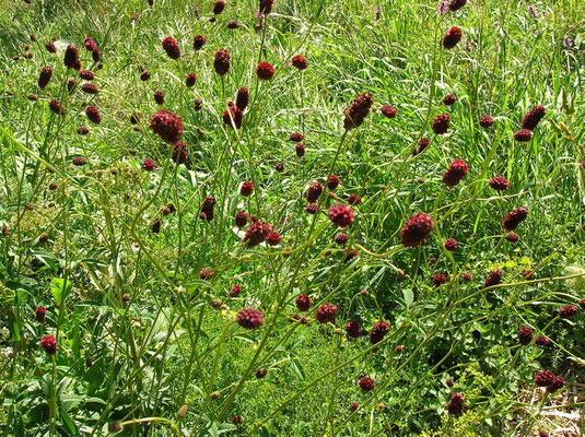 Großer Wiesenknopf (Sanguisorba officinalis)