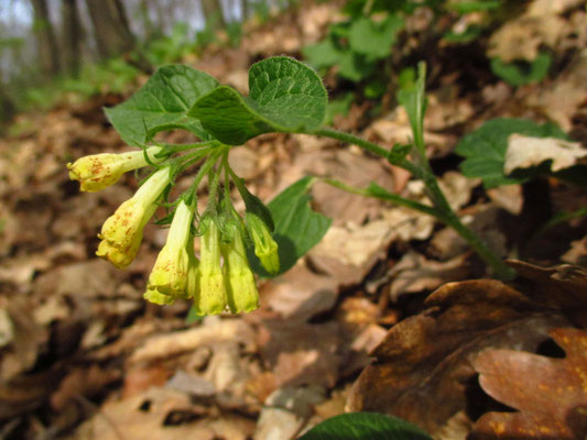 Knoten-Beinwell (Symphytum tuberosum)