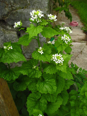 Knoblauchrauke (Alliaria petiolata)