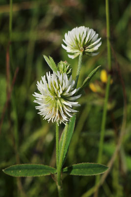 Berg-Klee (Trifolium montanum) | Familie: Hülsenfrüchtler