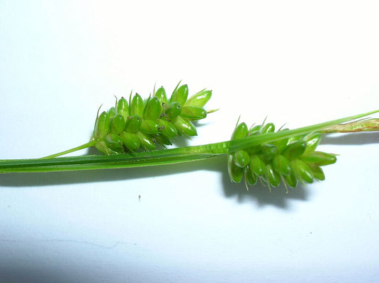 Bleich-Segge (Carex pallescens)