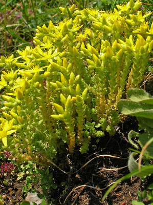 Scharfer Mauerpfeffer (Sedum acre)