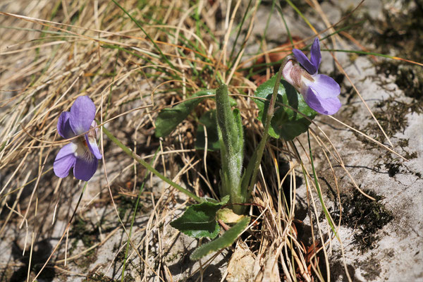 Hügel-Veilchen (Viola collina)