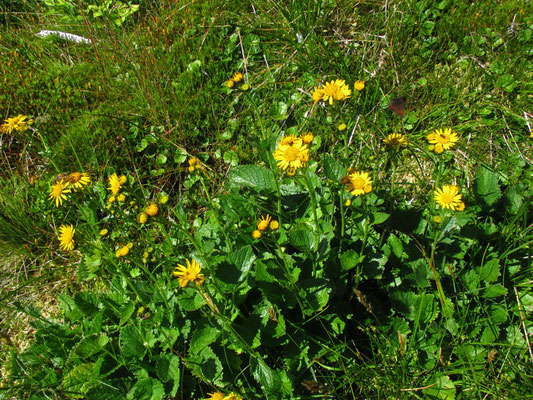 Berg-Greiskraut (Senecio subalpinus)