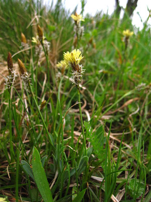 Frühlings-Segge (Carex caryophyllea)