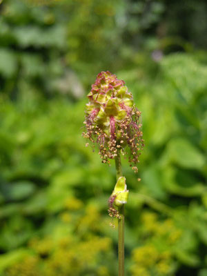 Kleiner Wiesenknopf (Sanguisorba minor)