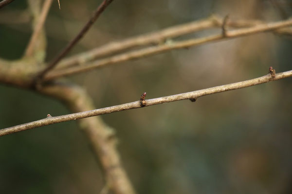 Eingriffel-Weißdorn (Crataegus monogyna) | Fam. Rosengewächse (Rosaceae)