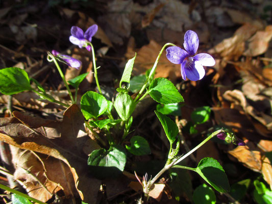 Wald-Veilchen (Viola reichenbachiana)