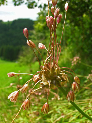 Glocken-Lauch (Allium oleraceum)