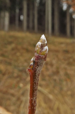 Echte Mehlbeere (Sorbus aria) | Fam. Rosengewächse (Rosaceae)