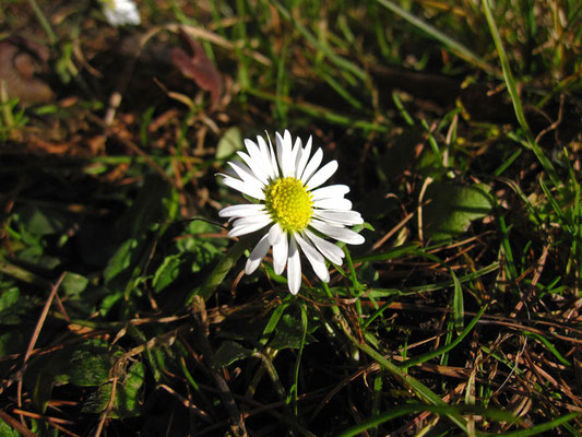 Gänseblümchen (Bellis perennis)