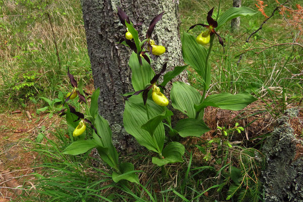 Gelber Frauenschuh (Cypripedium calceolus) | Familie: Orchideen (Orchidaceae)