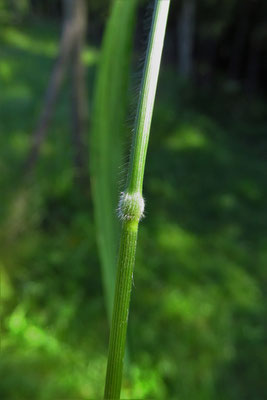 Wald-Zwenke (Brachypodium sylvaticum)