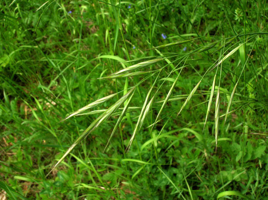 Aufrechte Trespe (Bromus erectus)