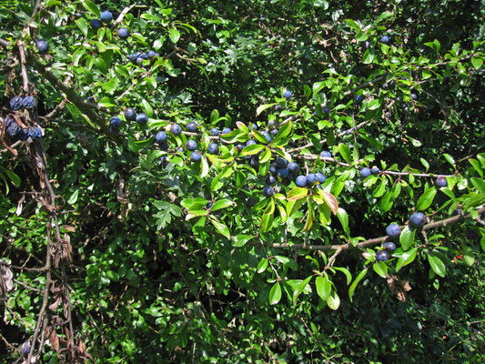 Schlehdorn (Prunus spinosa)