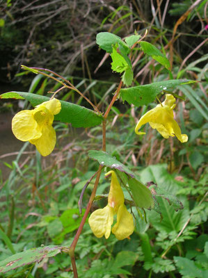 Groß-Springkraut (Impatiens noli-tangere)