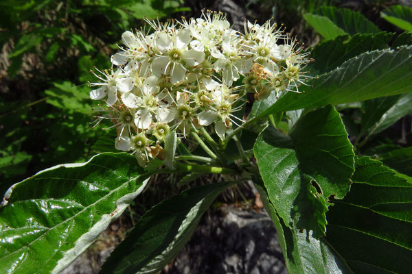 Echte Mehlbeere (Sorbus aria)